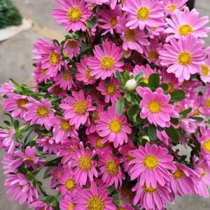 粉迷你菊