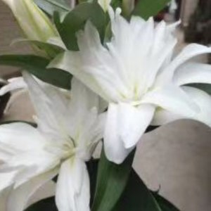 重瓣滑雪板三头
