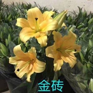 金砖百合三头
