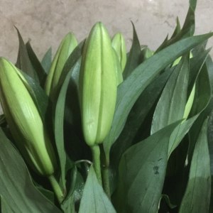 木门一头