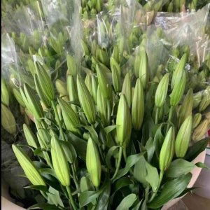 黄蜂多头