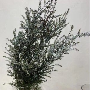 进口雪梅蓝色