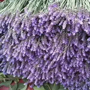 薰衣草鲜花(紫日)