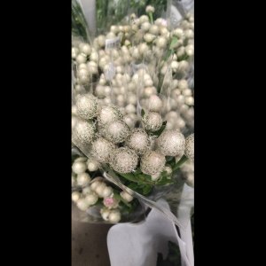 鸟巢菊