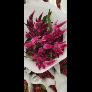 多头凤尾-紫色
