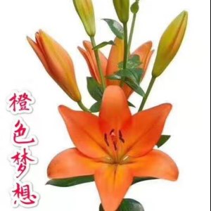 橙色梦想三头百合