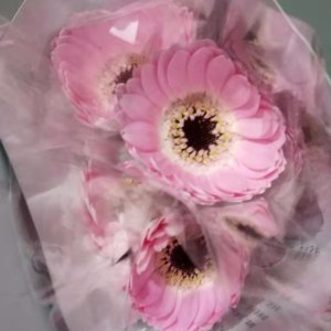 珍爱非洲菊