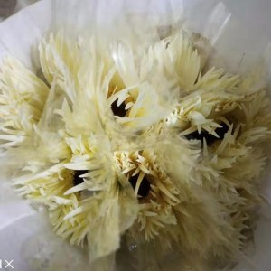 白拉丝非洲菊