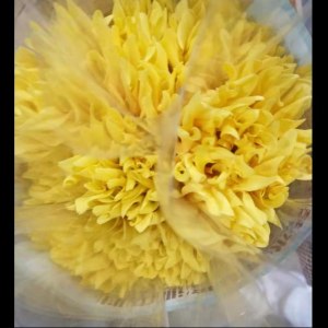 黄拉丝非洲菊