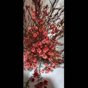 平头腊梅红色