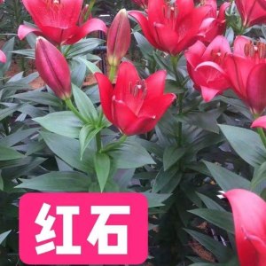 红石多头百合