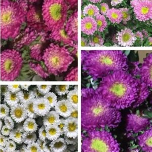 混搭小翠菊(颜色随机)