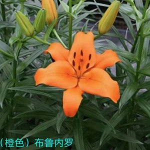 布鲁内罗一头百合