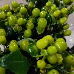 绿豆