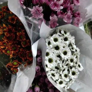 混搭小菊(颜色随机)