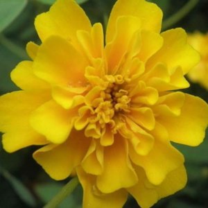 万寿菊黄色