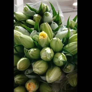重瓣异国阳光一头