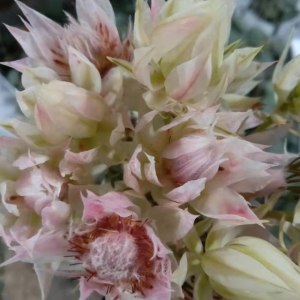 进口新娘花