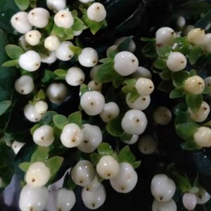 白豆
