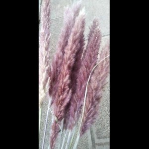 干花小芦苇