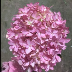 绣球蝴蝶粉