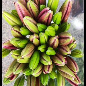 红宝石二头