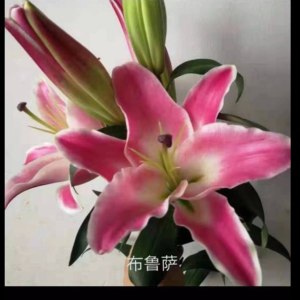 布鲁萨三头百合