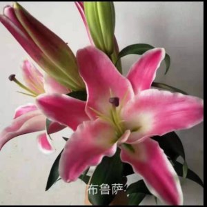 布鲁萨二头百合