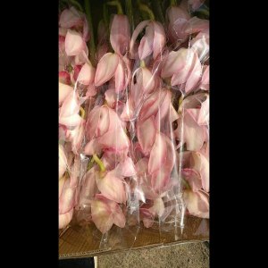 粉色大花蕙兰