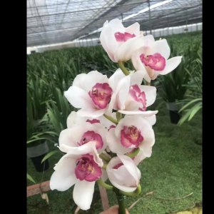 白色大花蕙兰