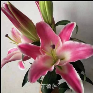 布鲁萨多头百合