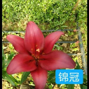 锦冠二头