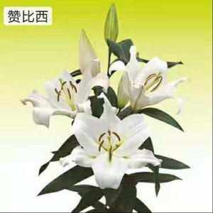 赞比西一头
