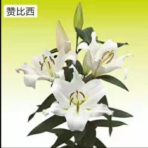 赞比西三头