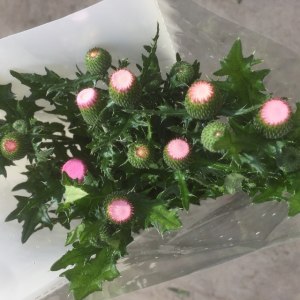 龙眼-粉色