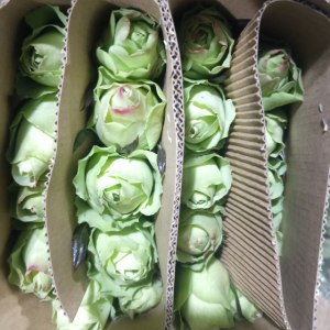绿光