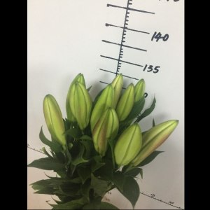 雷克萨斯一头