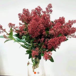 荷兰茵宇-红色