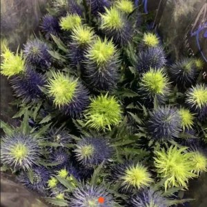 肯尼亚刺芹-超星