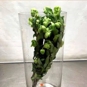 荷兰兔葵-绿色