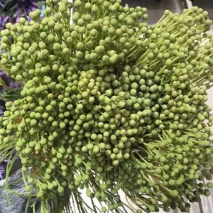 进口珊瑚-浅绿色50cm