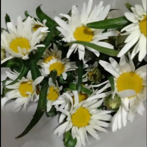 冰菊