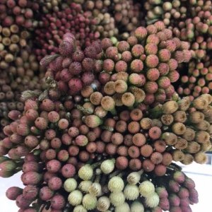 进口珊瑚-红色