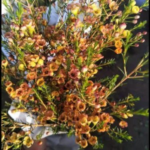 平头腊梅橙色(大花)
