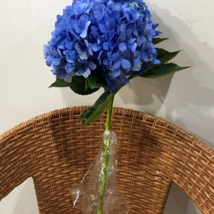绣球-海蓝