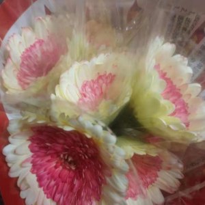 红心白非洲菊