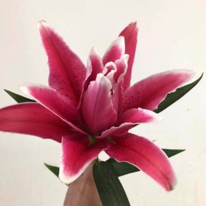 重瓣快乐星期八二头