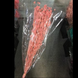 永生情人果深粉色