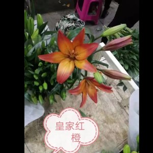 皇家红橙多头