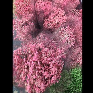 永生满天星浅粉色